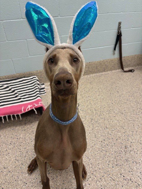 SISU - Doberman Pinscher available for adoption