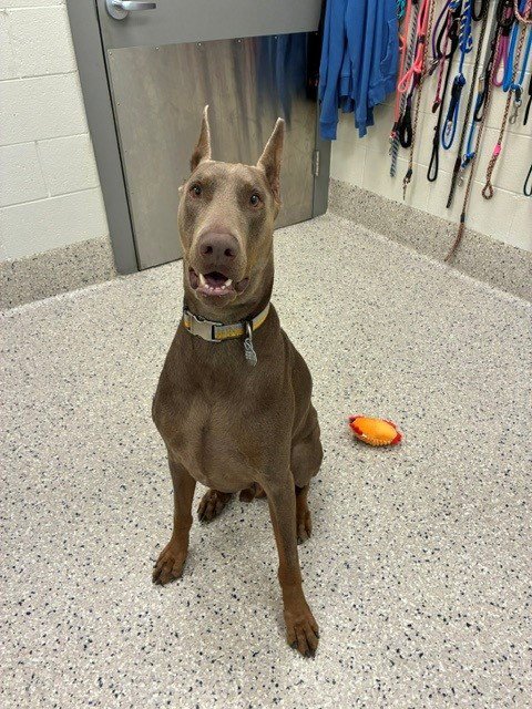 DANTE - Doberman Pinscher available for adoption