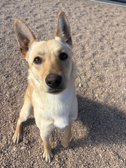SCOOBY - Queensland Heeler / German Shepherd Dog available for adoption