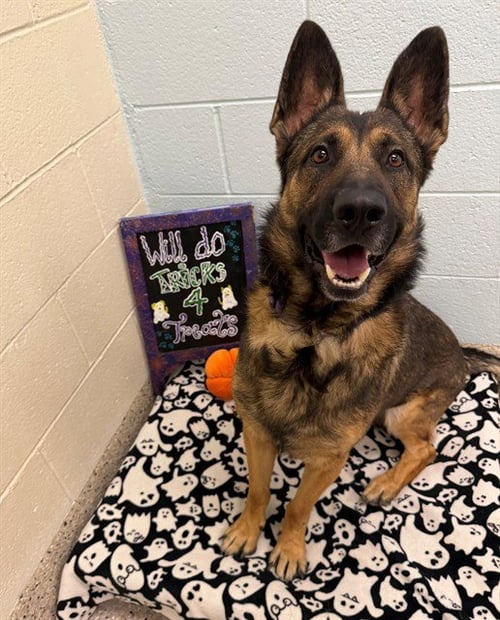 *BRYANT - German Shepherd Dog available for adoption