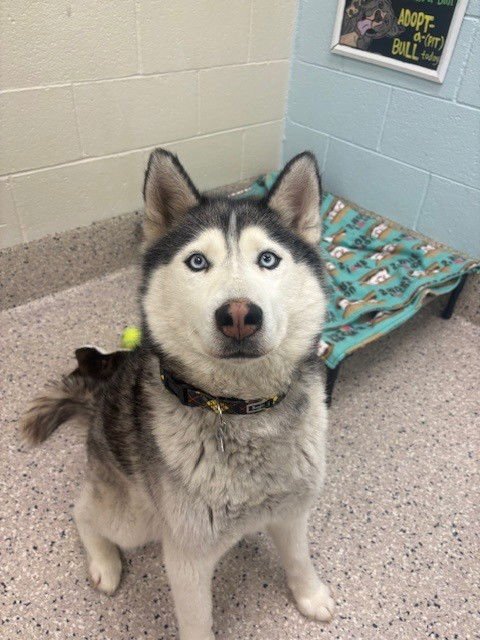*PAWLIE - Siberian Husky available for adoption