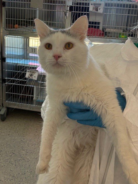 *LANCE - Domestic Long Hair for adoption in Boulder