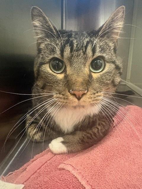 ASH - Domestic Short Hair available for adoption