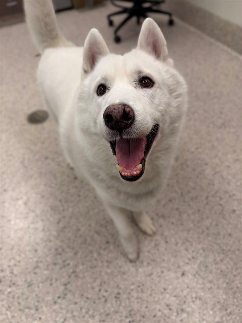 BURGER - Siberian Husky available for adoption