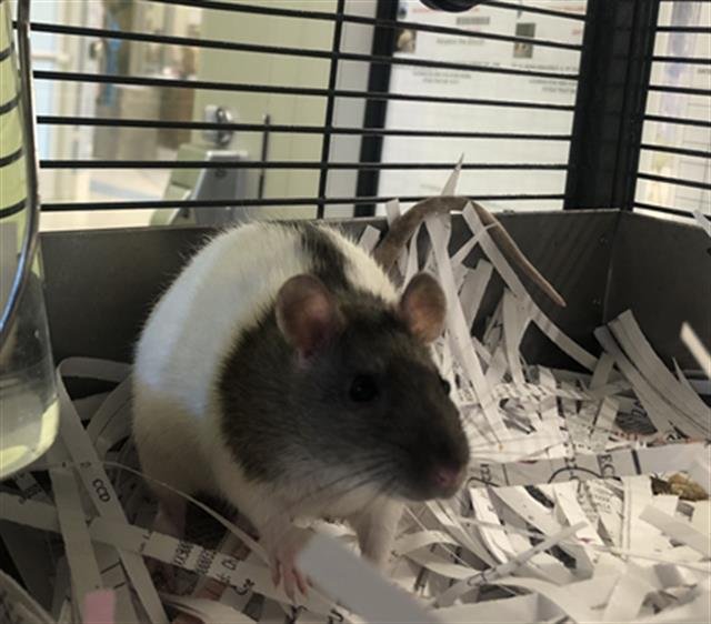 *BLOSSOM - Rat available for adoption