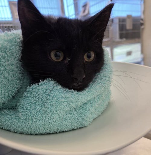 *BUNDLE - Domestic Medium Hair available for adoption