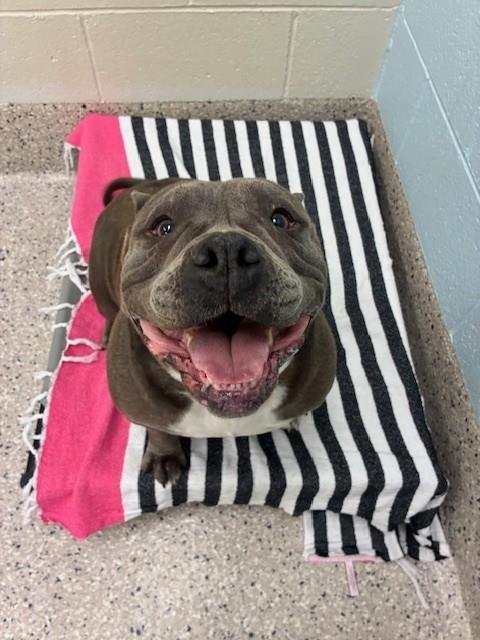 *MOANA - Pit Bull Terrier available for adoption