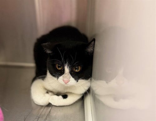 *ARCHERY - Domestic Short Hair available for adoption