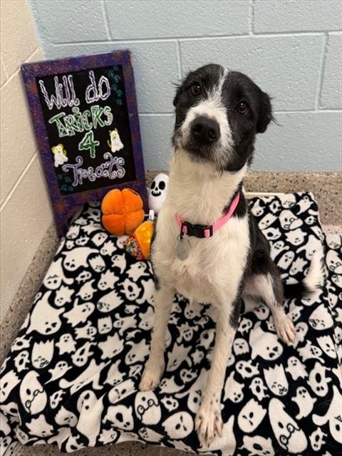 NOVA CHEVY - Terrier available for adoption