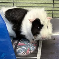 OREO - Photo 1