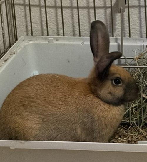 *FIG - Shorthaired Rabbit available for adoption
