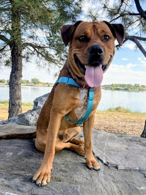 TAZ - Pit Bull Terrier available for adoption