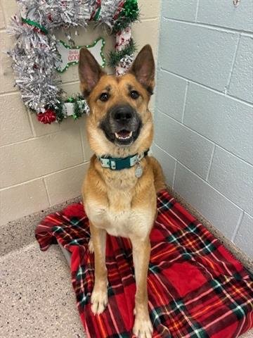 BRODIE - German Shepherd Dog available for adoption