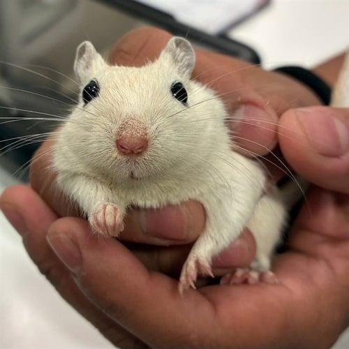 NUGGET - Gerbil available for adoption