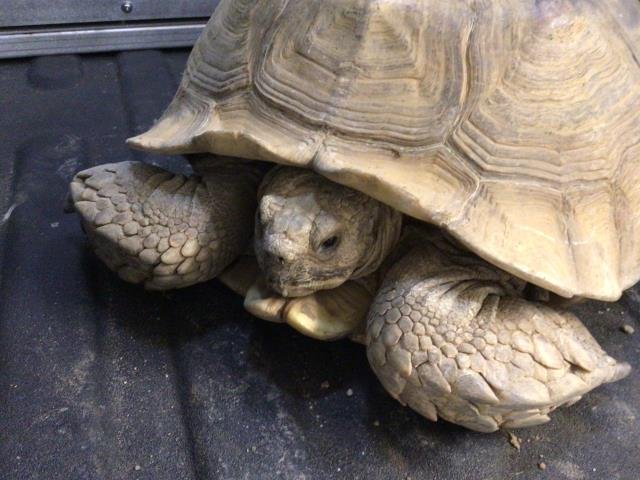 *BOWSER - Tortoise available for adoption