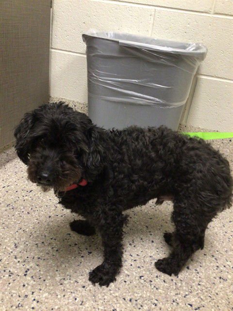 *WALL-E - Poodle (Miniature) / Miniature Schnauzer available for adoption