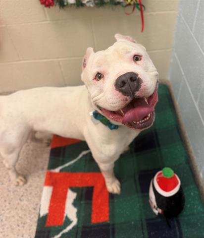 CORTEZ - Pit Bull Terrier available for adoption