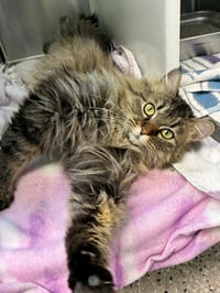 PEACHES - Photo 1