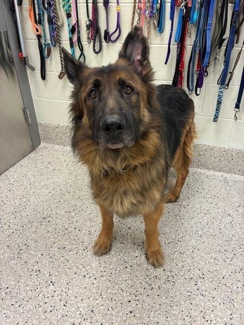 *BEETHOVEN - German Shepherd Dog available for adoption