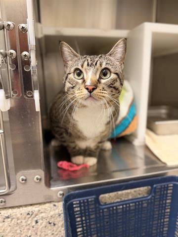 CALCAL - Domestic Short Hair available for adoption