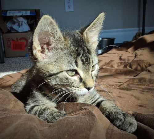 *BERRIES - Domestic Short Hair available for adoption