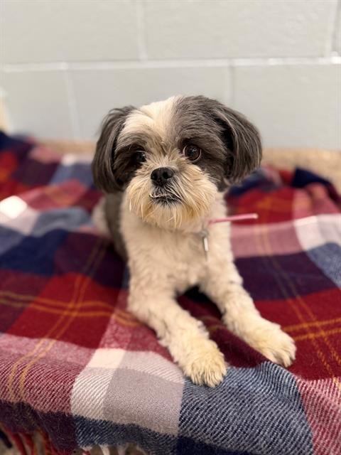 *LIL DAISY - Shih Tzu available for adoption