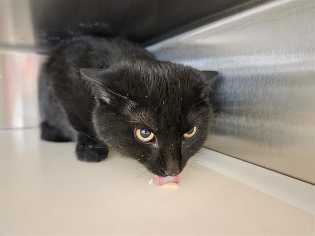 *SQUID - Domestic Short Hair available for adoption