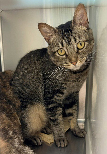 BEAN - Domestic Short Hair for adoption in Thornton