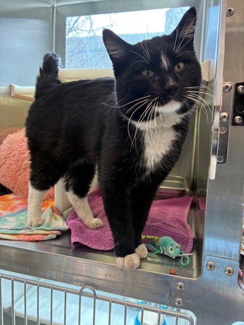 *FRANK - Domestic Medium Hair available for adoption