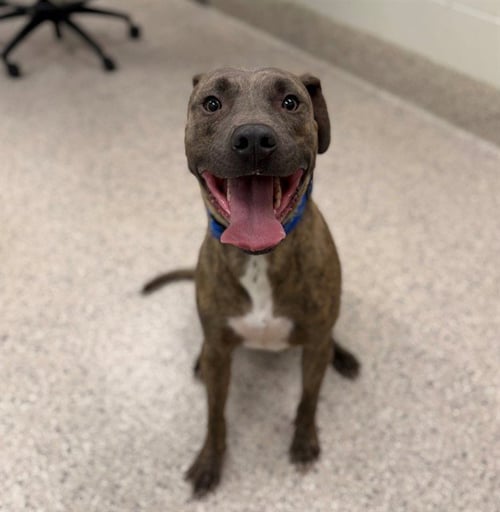 BLUE - Pit Bull Terrier available for adoption