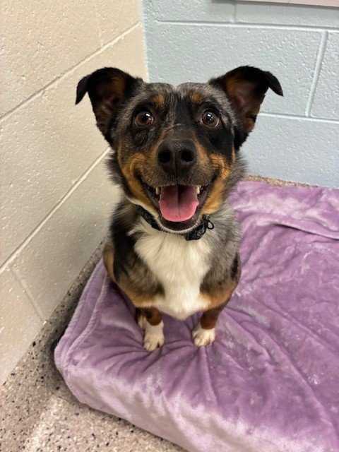 *QUILL - Australian Shepherd available for adoption