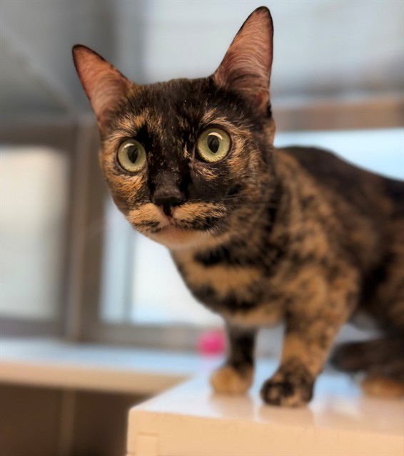 MOCHA - Domestic Short Hair available for adoption