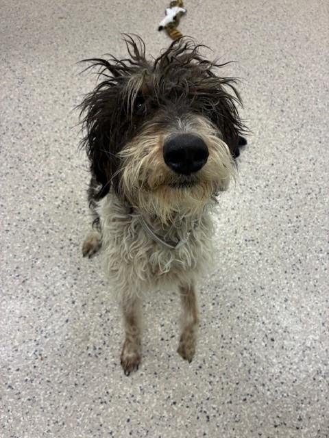 *SCOTTIE - Poodle (Standard) / Bloodhound available for adoption