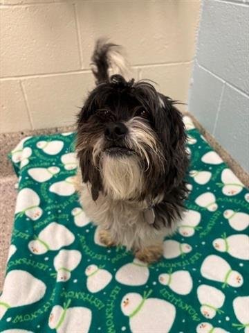 OREO - Shih Tzu available for adoption