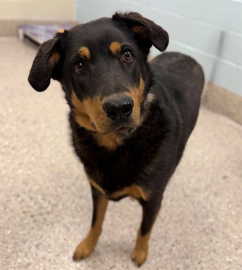 LARRY - Rottweiler available for adoption