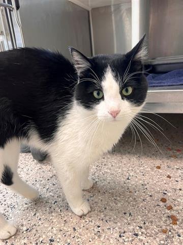 *BERNIE - Domestic Short Hair available for adoption