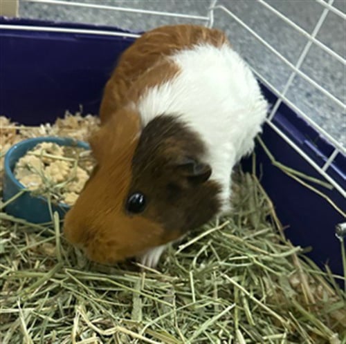 AUDRY - Guinea Pig available for adoption