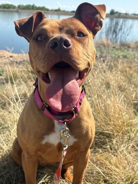 *AMBER - American Pit Bull Terrier available for adoption