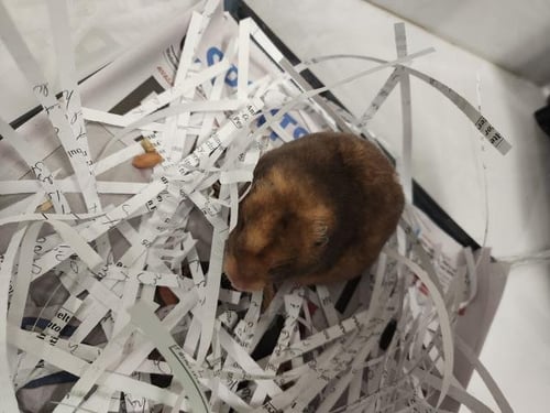 *CARLOS - Hamster available for adoption