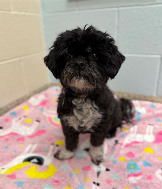 GINGER - Shih Tzu / Poodle (Miniature) available for adoption