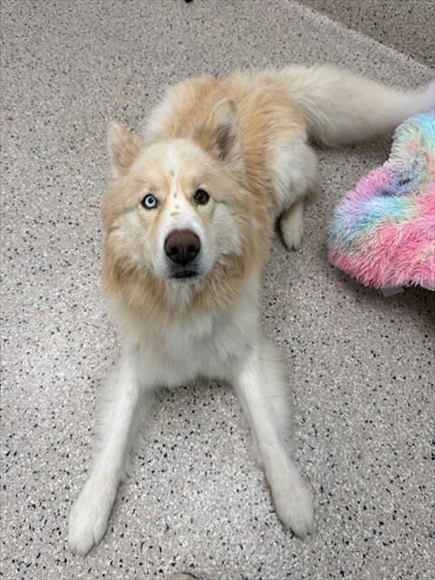APOLLO - Siberian Husky available for adoption