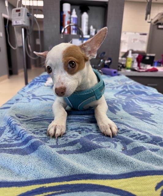 *CIRILLA - Chihuahua available for adoption