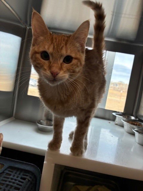 *HOME SLICE - Domestic Medium Hair available for adoption