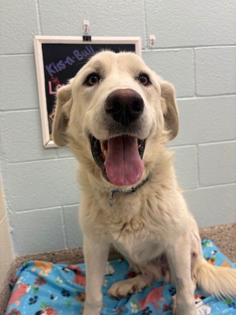 *REMINGTON - Great Pyrenees available for adoption