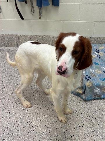 CRICKET - English Setter available for adoption