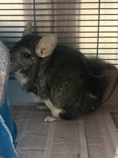 *SYMPHONY - Chinchilla available for adoption