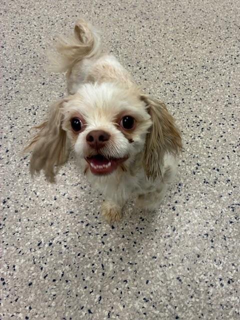 *JIMOTHY - Shih Tzu available for adoption