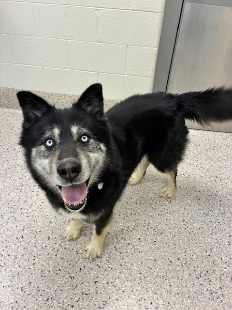 *HAKU - Siberian Husky / German Shepherd Dog available for adoption