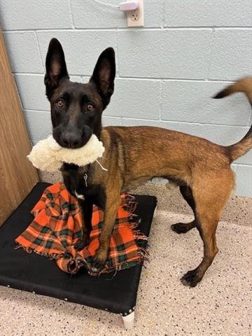 KING - Belgian Shepherd Malinois available for adoption