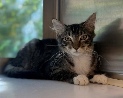 *JEKYLL - Domestic Medium Hair available for adoption